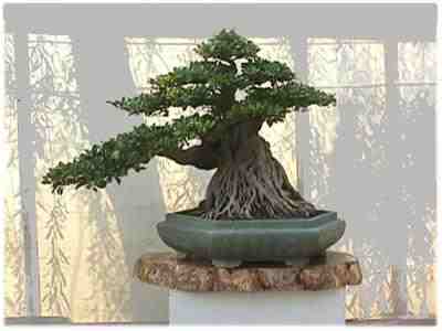 Bonsai